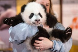 soinlovewithpandas:  Bei Bei at the National Zoo in Washington D.C., US, on January 5, 2016.© IPANDA 