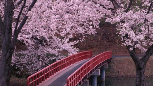 cherry blossum tree