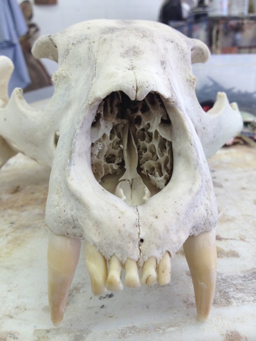 bonesetcetera:  A sun bleached bear skull at work. Missing some teeth, but look at that beautiful nasal cavity!