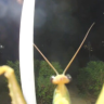Porn lichbeetle:Lychee Shield Bug! Scutelleridae photos