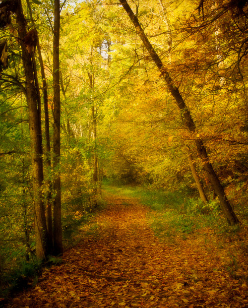 natureac:  Take The 52 Week Photo Challenge or Check Out DSLR cameras here