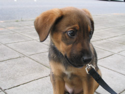 awwww-cute:  My shelter pup on his adoption day -waiting at the bus stop for his new mom to come home 