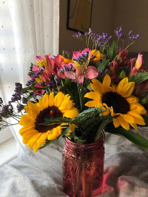 smallhumanperson: received these lil lovelies from a very sunflowery human 12.2.17