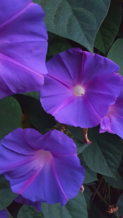 bio-child: Morning Glory. The seeds of many species of morning glory contain alkaloids such as 