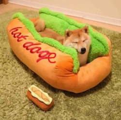 awwww-cute:  Hot doge (Source: http://ift.tt/1PxnKZ2)