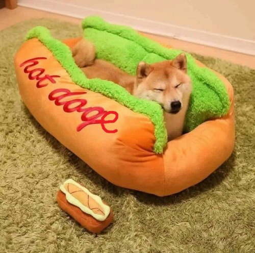 Porn Pics awwww-cute:  Hot doge (Source: http://ift.tt/1PxnKZ2)