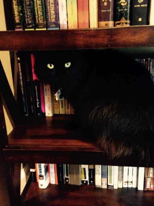 My cat has claimed my new shelves as her own, and subsequently denies me any and all access to my Ag