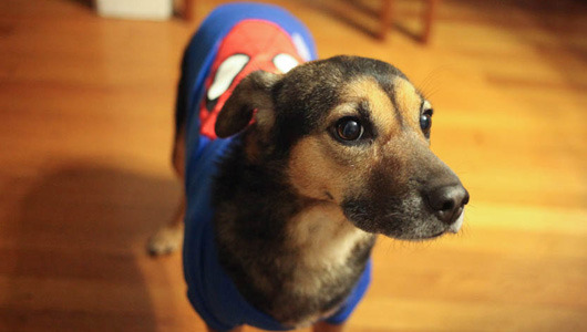 Photo contest gives your dog the chance to star in its own comic
Every dog is a hero in its own way, so PetSmart invites dog owners to share why their canine companions are superheroes.