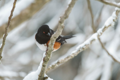 Spotted Towhee