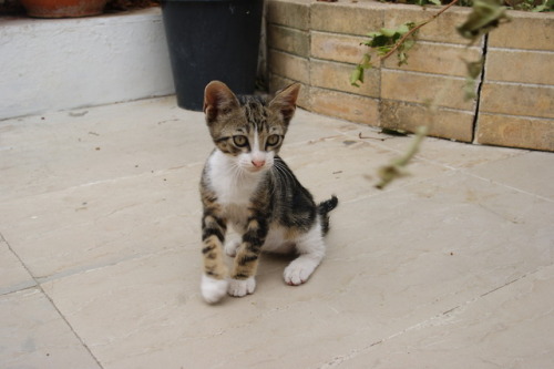 susannaaah:Vlacherna Monastery kitty on Corfu