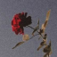 roseswluck