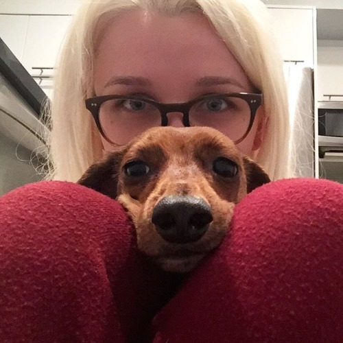 Peek-a-boo from us two✌..#stevieshae #stevieshaex #dachshund #dachundoftheday #peekaboo #love #dogma