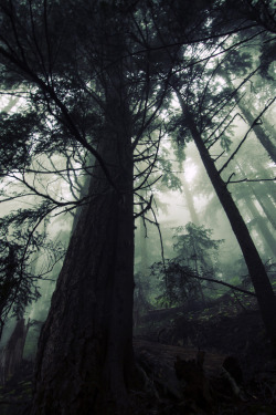 lsleofskye:  Old Growth 