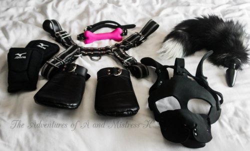 theadventuresofaandk: All the accessories a playful pup needs for puppy play.