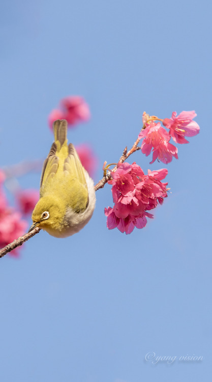 fuckyeahchinesegarden: spring blossoms and bird by 影像视觉杨