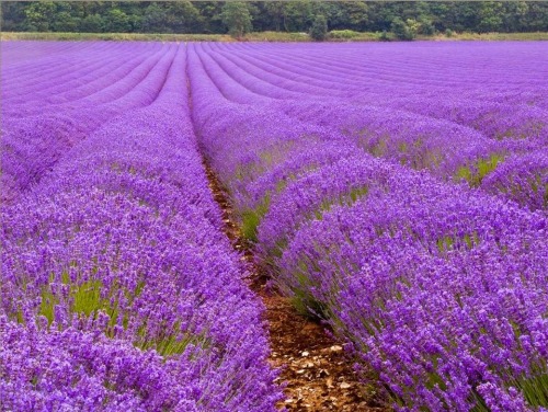 Porn Pics maktopos:  Levanda Farms in Pieria, Macedonia(Greece)