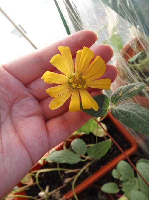 30/Jul/2016The dahlias have started blooming