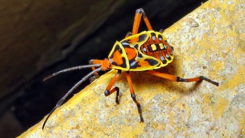 onenicebugperday:Leaf-footed bug nymphs in the genus PachylisFound throughout Mexico, Central Americ