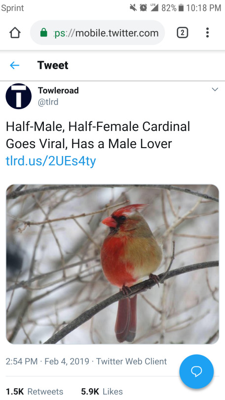 silver-tongues-blog: k1wieed:  we stan an NB icon   The B in nonbinary stands for bird 