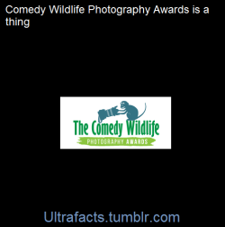 ultrafacts:  The Comedy Wildlife Photography