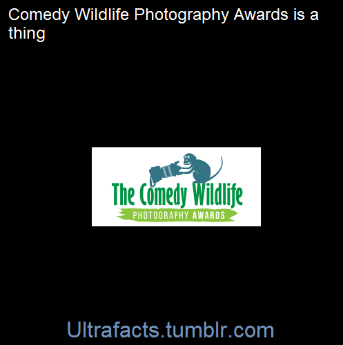 XXX ultrafacts:  The Comedy Wildlife Photography photo