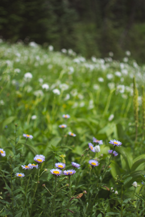 Alpine Aster