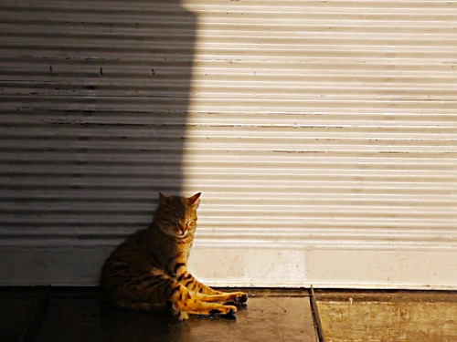 sjoongki:“Life is beautiful if you know how to love. You love if your heart’s eye is open….If you can enjoy the presence of a cat, a bird, a flower, what can I say….the world will be yours”.KEDI (2016) dir. by Ceyda Torun