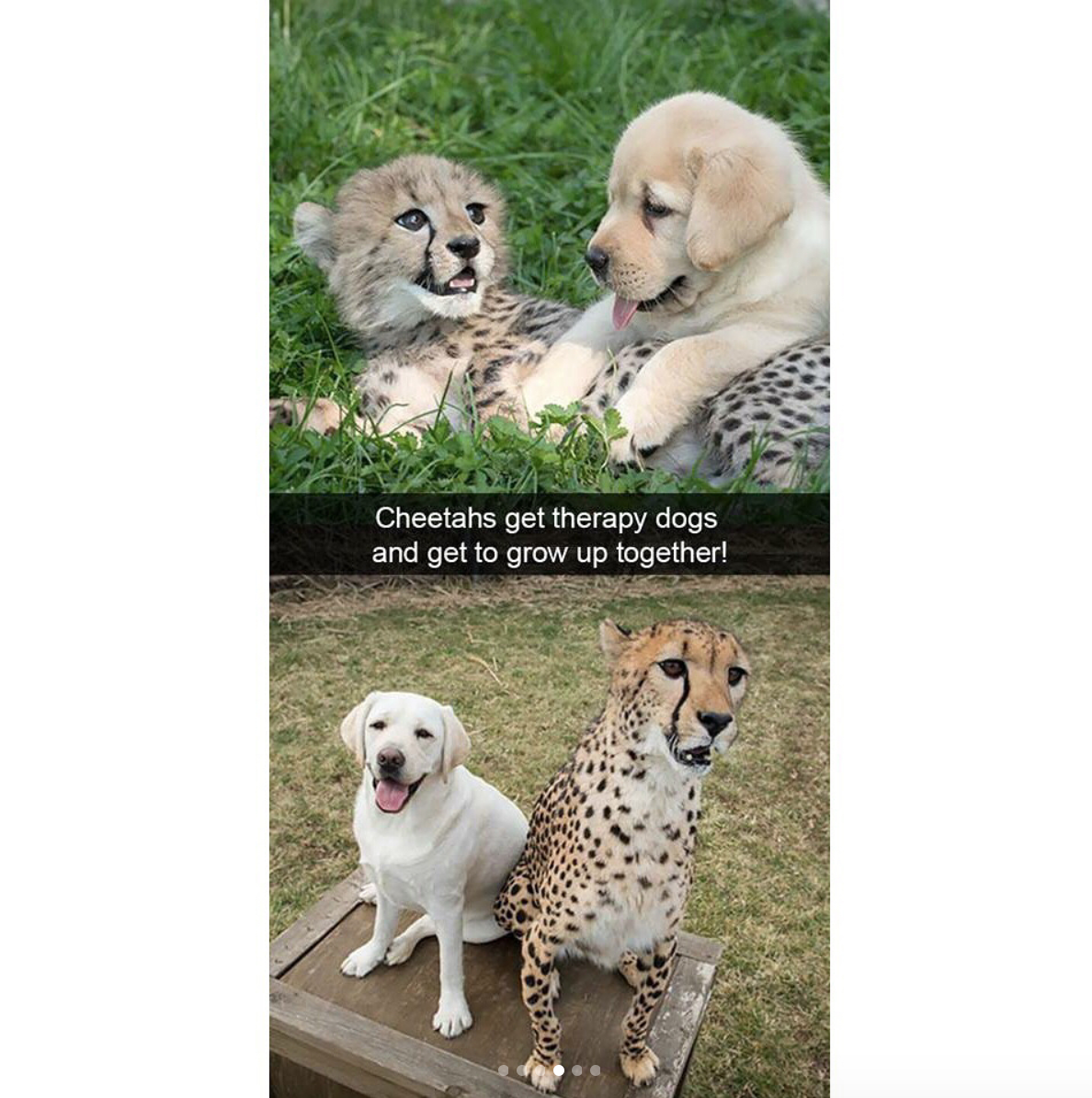 babyanimalgifs:  Animal snaps