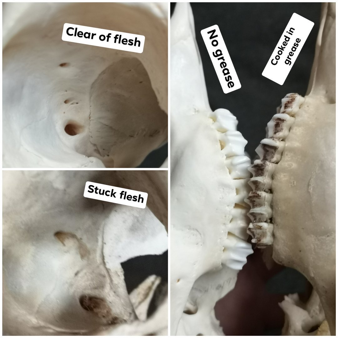 Porn photo prettydeadstuff:Comparisons between two roe