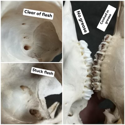 Sex prettydeadstuff:Comparisons between two roe pictures