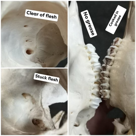 prettydeadstuff:Comparisons between two roe porn pictures