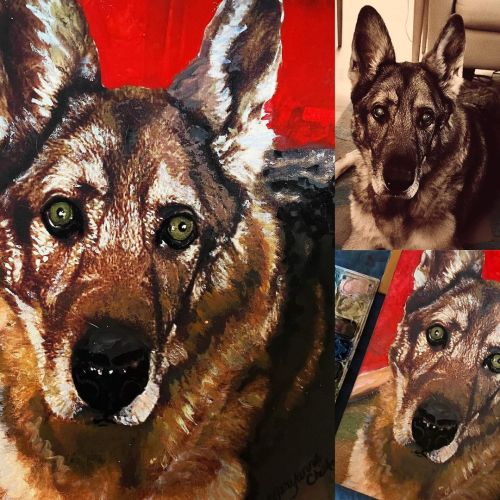 Today’s painting of the day is for Paige. This gorgeous German Shepherd has beautiful eyes, if