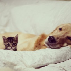 nubbsgalore:  after being rejected by her mother, this orphaned kitten named ichimi found a new home with photographer jessie pon and his golden retriever, ponzu, with whom she has since become inseparable.  