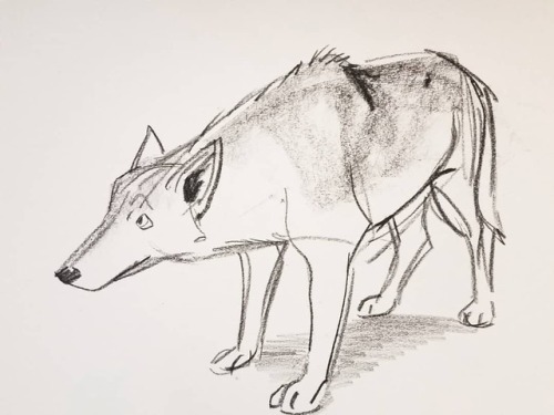 Here’s a few of my wolf drawings that I did from yesterday’s animal life drawing session at Walt Dis