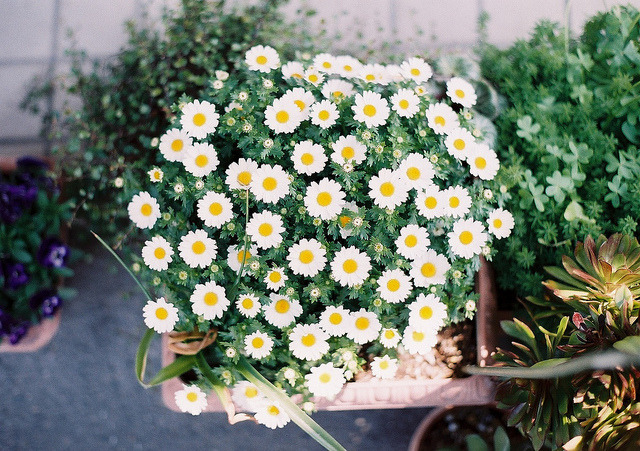 disporum:   untitled by *dapple dapple on Flickr. 