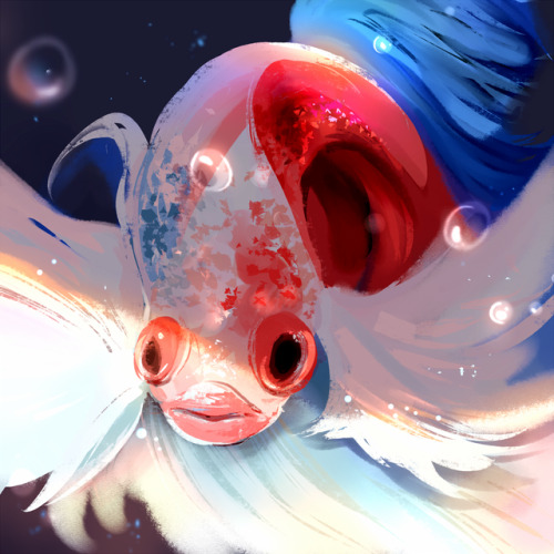 Glub glub…have a betta fish.I’ve been busy with school and sports so I haven’t had much time,