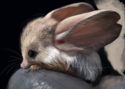 Jupiters-Inferno:  Setbabiesonfire:  Awwww-Cute:  A Long Eared Jerboa  This Exists