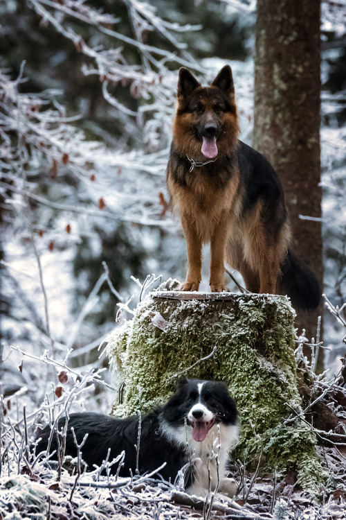 handsomedogs: Arthos Li | Ice-World-Dreams 