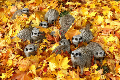 end0skeletal:   Fall animals! (Sources: 1, 2, 3, 4, 5, 6, 7, 8, 9, 10.)  