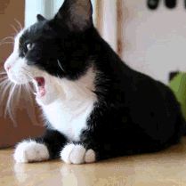 Tuxedo Cat