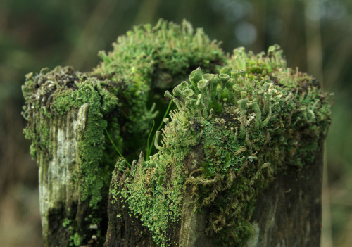 Clump o’ Cups #FencepostOfTheWeek No.172