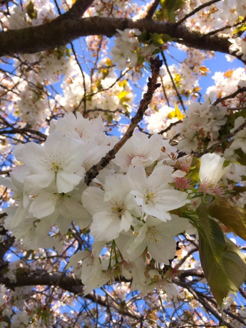 blossom tree