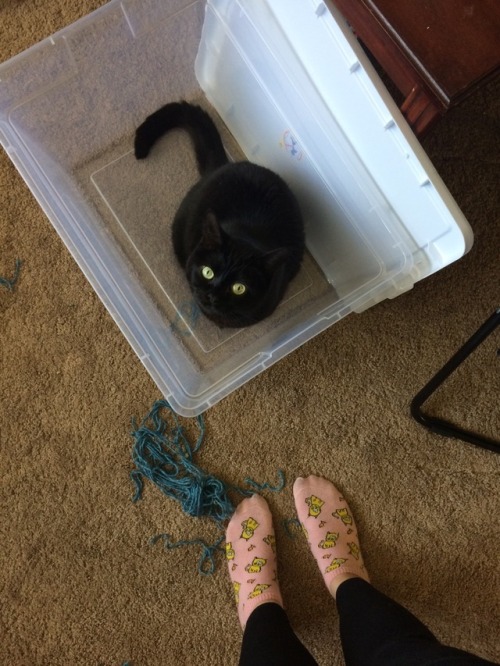 Happy National Cat Day to my little helper demon.  ✨