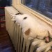 catasters: