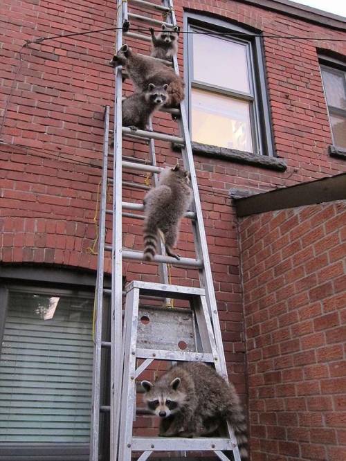 dont mind us we just climbing