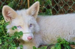 thecutestofthecute:  Miko The Fox Appreciation