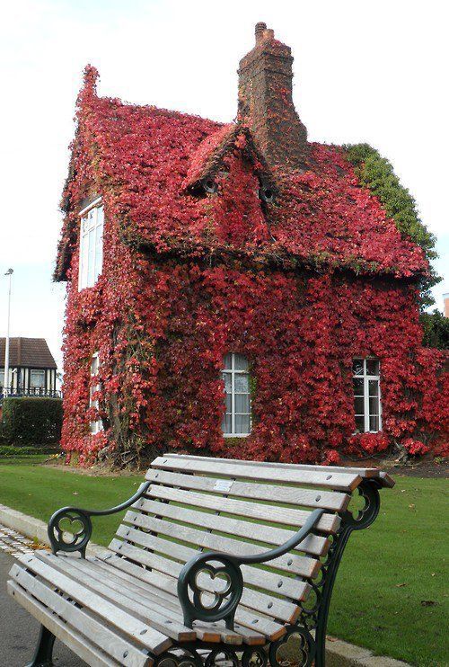 flowersgardenlove:  Little red hosue. Beautiful gorgeous pretty flowers 