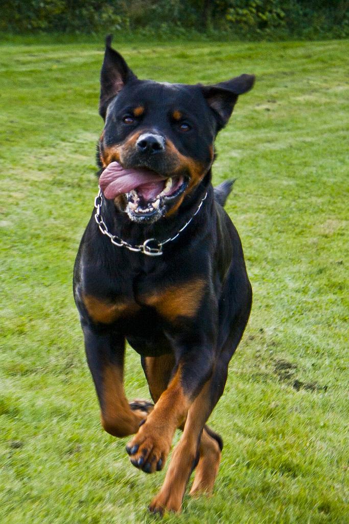 Rottweiler dog breed