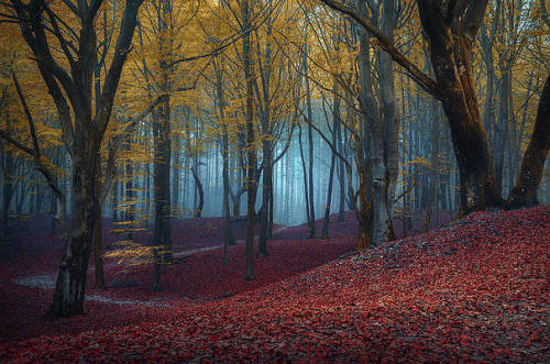 j-k-i-ng:“Ret Root Woods“ by | Rob Visser