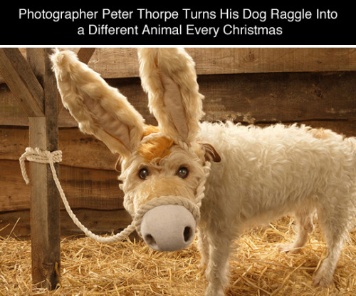 tastefullyoffensive:  Photographer Peter Thorpe Turns His Dog Raggle Into a Different Animal Every Year for His Christmas Card (photos via boredpanda)Previously: Elizabethan Superheroes by Sacha Goldberger